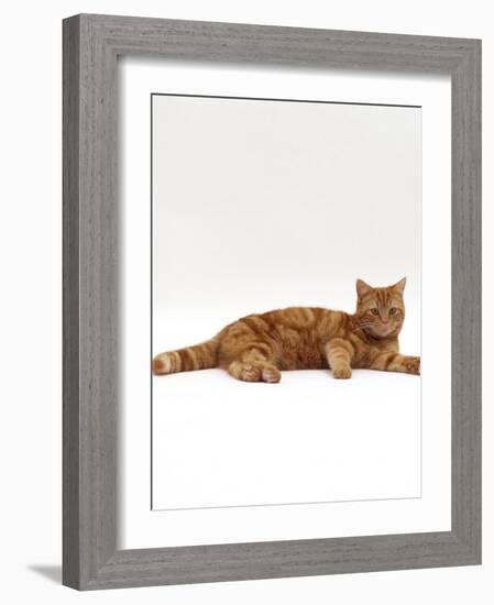 Domestic Cat, Red Tabby Male Lying Down-Jane Burton-Framed Photographic Print