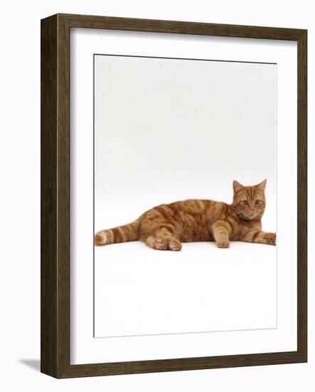 Domestic Cat, Red Tabby Male Lying Down-Jane Burton-Framed Photographic Print