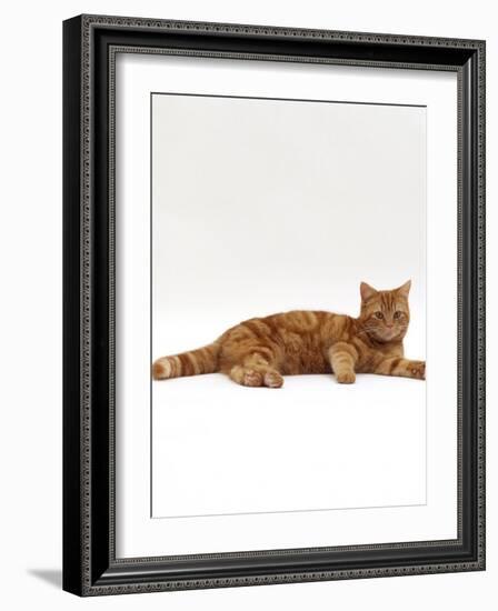 Domestic Cat, Red Tabby Male Lying Down-Jane Burton-Framed Photographic Print