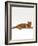 Domestic Cat, Red Tabby Male Lying Down-Jane Burton-Framed Photographic Print