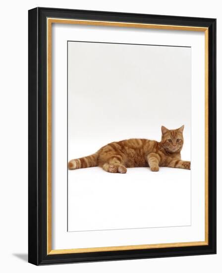 Domestic Cat, Red Tabby Male Lying Down-Jane Burton-Framed Photographic Print