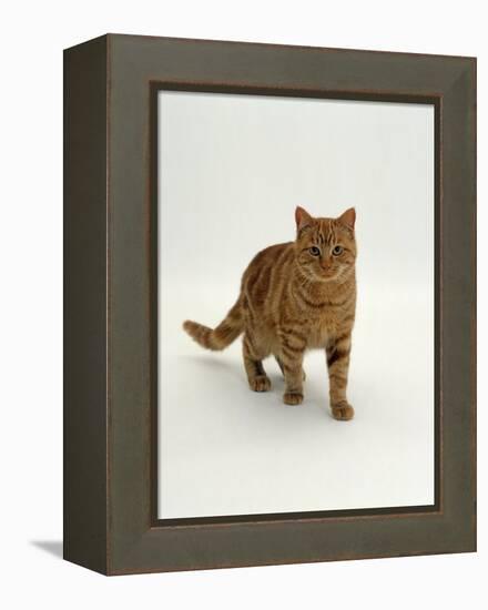 Domestic Cat, Red Tabby Male-Jane Burton-Framed Premier Image Canvas