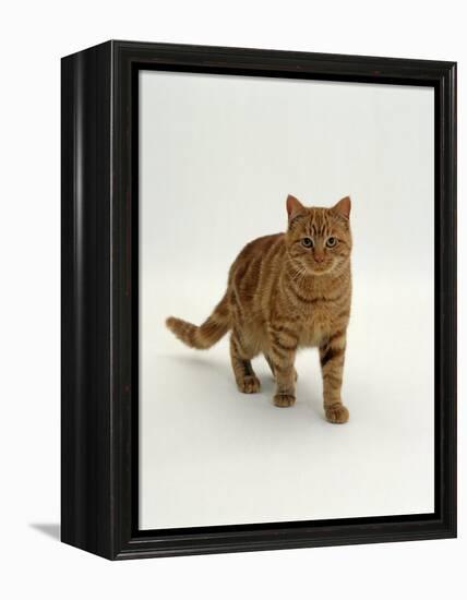 Domestic Cat, Red Tabby Male-Jane Burton-Framed Premier Image Canvas