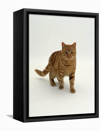 Domestic Cat, Red Tabby Male-Jane Burton-Framed Premier Image Canvas