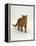 Domestic Cat, Red Tabby Male-Jane Burton-Framed Premier Image Canvas