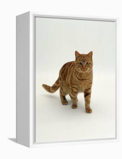 Domestic Cat, Red Tabby Male-Jane Burton-Framed Premier Image Canvas