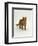 Domestic Cat, Red Tabby Male-Jane Burton-Framed Premium Photographic Print