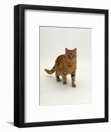 Domestic Cat, Red Tabby Male-Jane Burton-Framed Premium Photographic Print