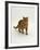 Domestic Cat, Red Tabby Male-Jane Burton-Framed Photographic Print