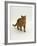 Domestic Cat, Red Tabby Male-Jane Burton-Framed Photographic Print