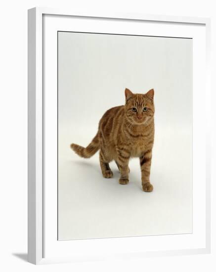 Domestic Cat, Red Tabby Male-Jane Burton-Framed Photographic Print