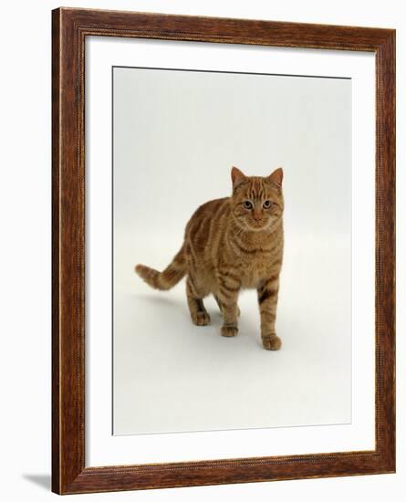 Domestic Cat, Red Tabby Male-Jane Burton-Framed Photographic Print