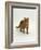 Domestic Cat, Red Tabby Male-Jane Burton-Framed Photographic Print