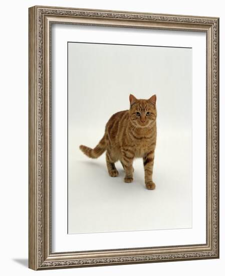 Domestic Cat, Red Tabby Male-Jane Burton-Framed Photographic Print