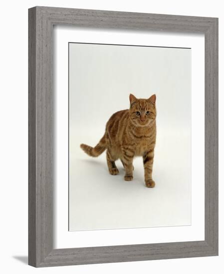 Domestic Cat, Red Tabby Male-Jane Burton-Framed Photographic Print