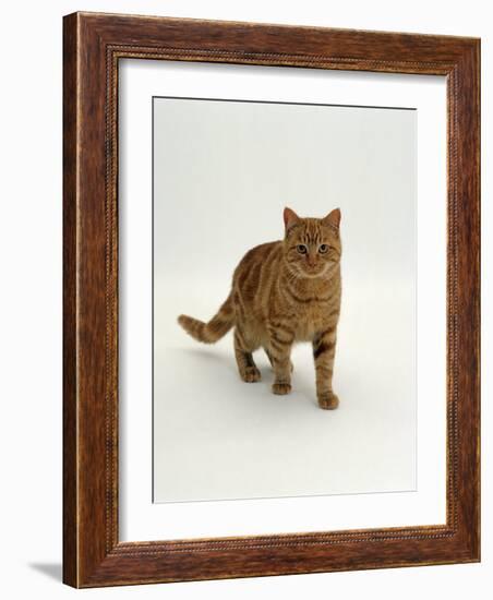 Domestic Cat, Red Tabby Male-Jane Burton-Framed Photographic Print