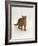 Domestic Cat, Red Tabby Male-Jane Burton-Framed Photographic Print