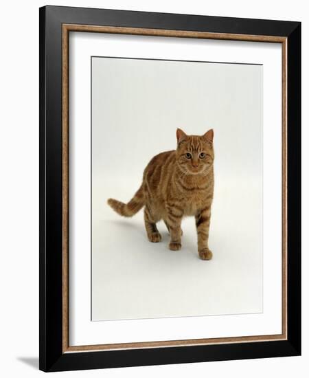 Domestic Cat, Red Tabby Male-Jane Burton-Framed Photographic Print