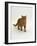 Domestic Cat, Red Tabby Male-Jane Burton-Framed Photographic Print