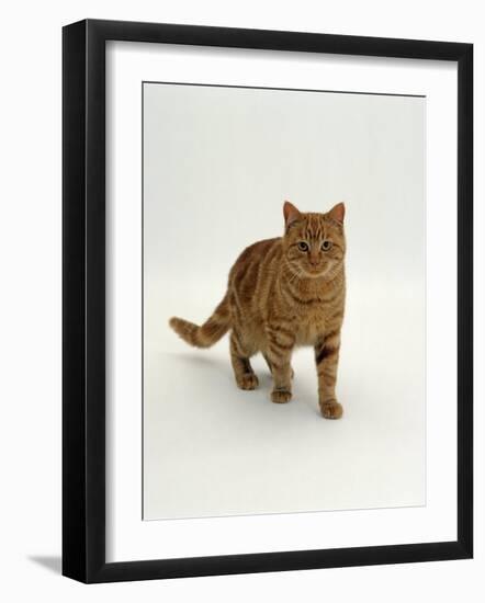 Domestic Cat, Red Tabby Male-Jane Burton-Framed Photographic Print