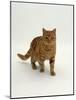 Domestic Cat, Red Tabby Male-Jane Burton-Mounted Photographic Print