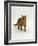 Domestic Cat, Red Tabby Male-Jane Burton-Framed Photographic Print