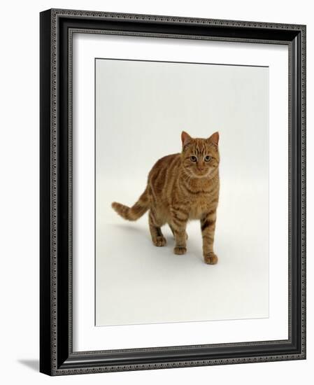 Domestic Cat, Red Tabby Male-Jane Burton-Framed Photographic Print