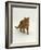 Domestic Cat, Red Tabby Male-Jane Burton-Framed Photographic Print