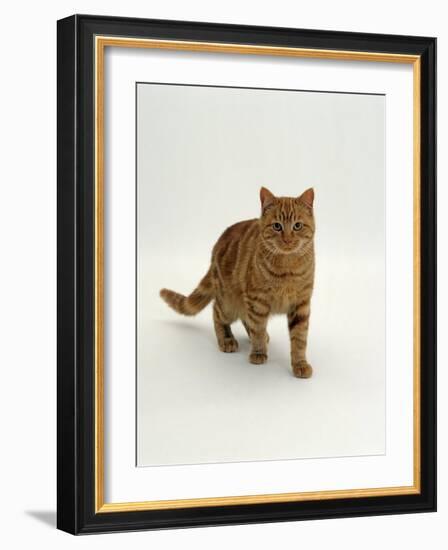 Domestic Cat, Red Tabby Male-Jane Burton-Framed Photographic Print