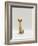 Domestic Cat, Rex Portrait-Jane Burton-Framed Photographic Print