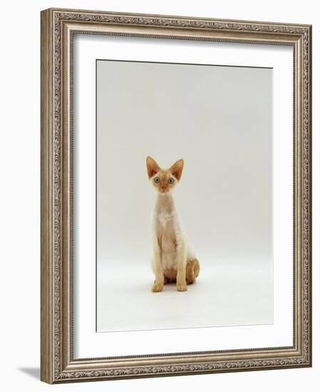 Domestic Cat, Rex Portrait-Jane Burton-Framed Photographic Print