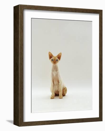 Domestic Cat, Rex Portrait-Jane Burton-Framed Photographic Print