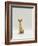 Domestic Cat, Rex Portrait-Jane Burton-Framed Photographic Print