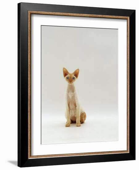 Domestic Cat, Rex Portrait-Jane Burton-Framed Photographic Print