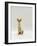 Domestic Cat, Rex Portrait-Jane Burton-Framed Photographic Print