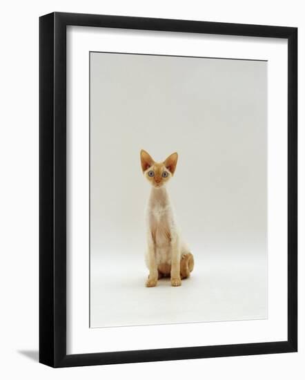 Domestic Cat, Rex Portrait-Jane Burton-Framed Photographic Print