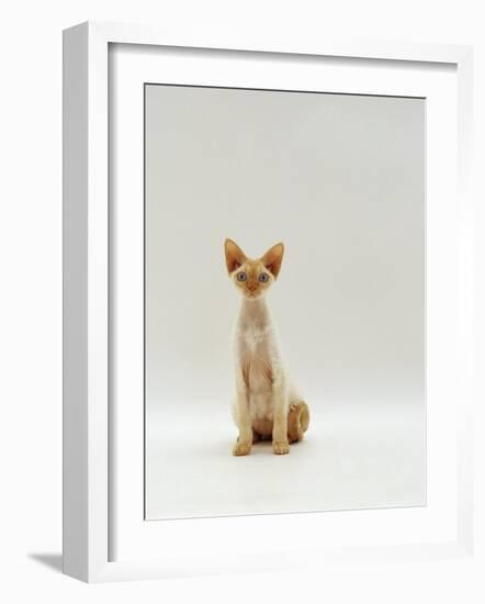 Domestic Cat, Rex Portrait-Jane Burton-Framed Photographic Print