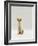 Domestic Cat, Rex Portrait-Jane Burton-Framed Photographic Print