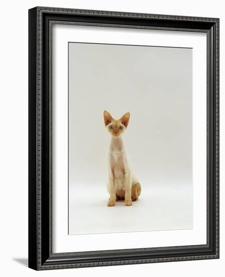 Domestic Cat, Rex Portrait-Jane Burton-Framed Photographic Print