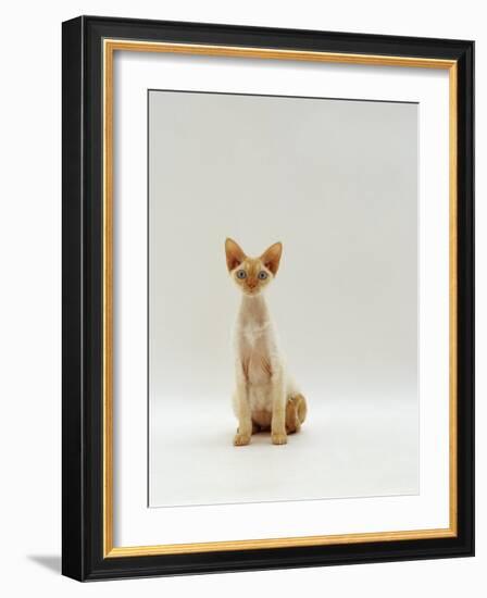 Domestic Cat, Rex Portrait-Jane Burton-Framed Photographic Print