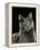 Domestic Cat, Russian Blue Female-Jane Burton-Framed Premier Image Canvas