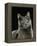 Domestic Cat, Russian Blue Female-Jane Burton-Framed Premier Image Canvas