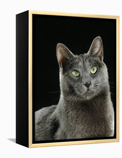 Domestic Cat, Russian Blue Female-Jane Burton-Framed Premier Image Canvas