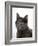 Domestic Cat, Russian Blue Female-Jane Burton-Framed Photographic Print