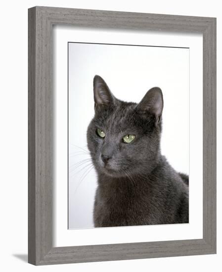 Domestic Cat, Russian Blue Female-Jane Burton-Framed Photographic Print