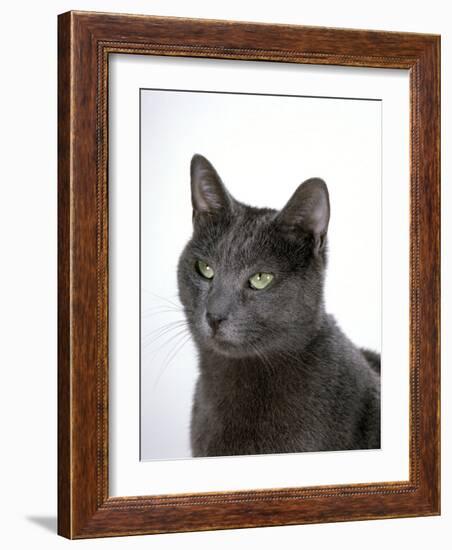 Domestic Cat, Russian Blue Female-Jane Burton-Framed Photographic Print