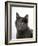 Domestic Cat, Russian Blue Female-Jane Burton-Framed Photographic Print