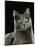 Domestic Cat, Russian Blue Female-Jane Burton-Mounted Photographic Print