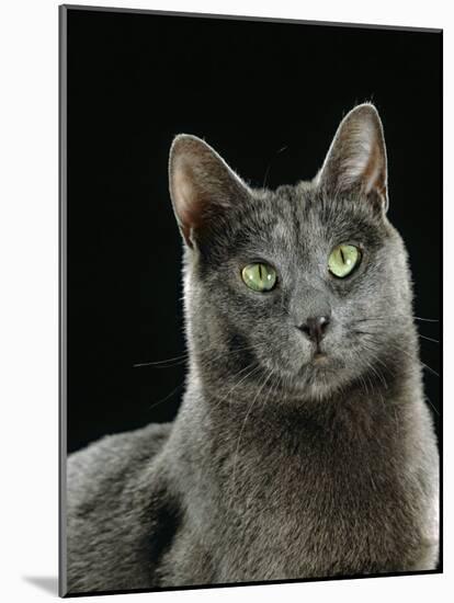 Domestic Cat, Russian Blue Female-Jane Burton-Mounted Photographic Print