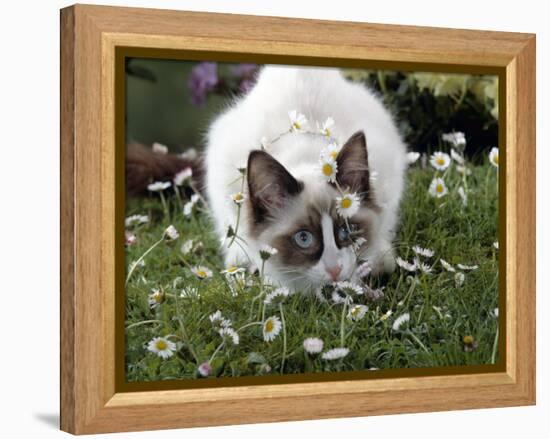 Domestic Cat, Seal Bicolour Ragdoll Kitten Decked in Daisy Chain-Jane Burton-Framed Premier Image Canvas